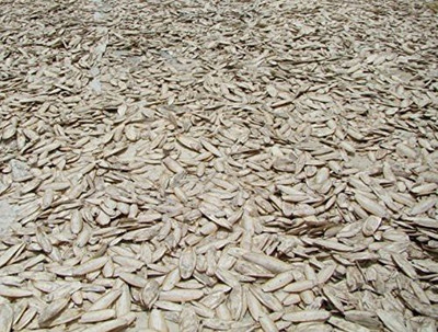 Urancia Samudri Jhag cuttlefish bone Marine Foam Samundari Jhag 750g Seed(1 per packet)
