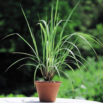 Paudha Lemon Grass Seed(37 per packet)