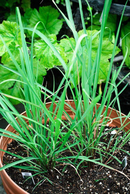 Paudha Lemon Grass Seed(52 per packet)