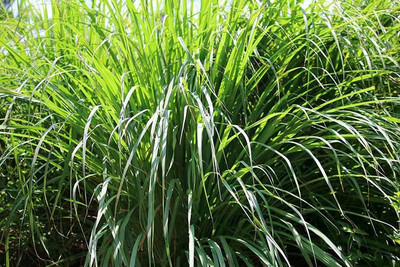 Paudha Lemon Grass Seed(37 per packet)