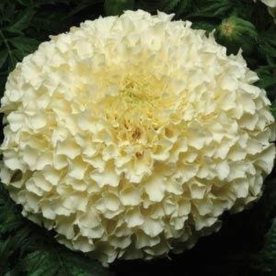 YOUNG STAR MARIGOLD VANILA Seed(100 per packet)