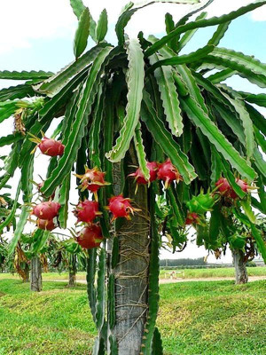 Aquinnah Graden Dragon Tree(Hybrid, Pack of 1)