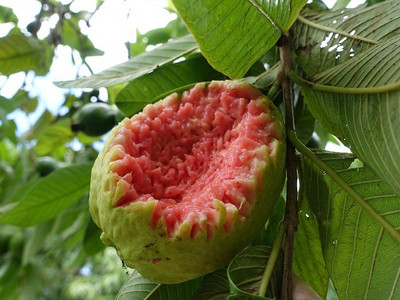 VIJAY GREENERY Guava Plant(Hybrid, Pack of 1)