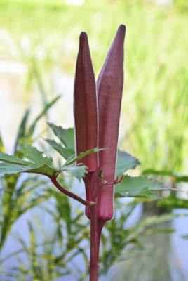 Paudha Okra Bhendi Red Seed(37 per packet)