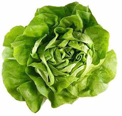 YOUNG STAR L1 ICEBERG LETTUCE Seed(100 per packet)