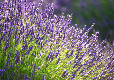 Paudha Lavender Seed(51 per packet)