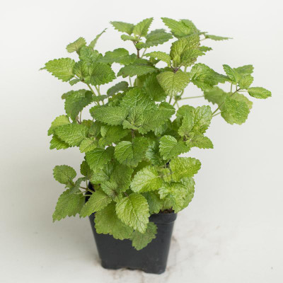 Paudha Lemon Balm Seed(51 per packet)