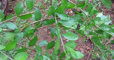 Paudha Mehendi henna leaves Seed(11 per packet)