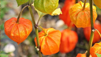 XOLDA Ashwagandha Seed(15 per packet)