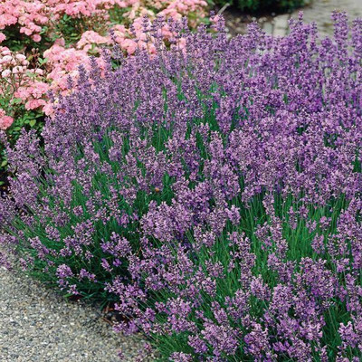 Paudha Lavender Seed(52 per packet)