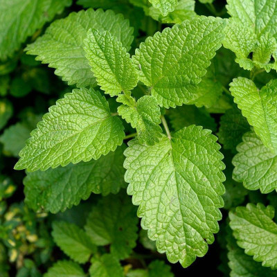 Paudha Lemon Balm Seed(36 per packet)