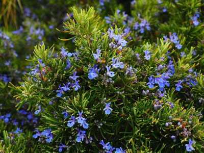 Jevik Rosemary Seed(235 per packet)