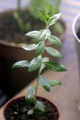XOLDA Mehendi henna leaves Seed(40 per packet)