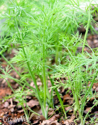 Paudha Dill soya leaves Seed(77 per packet)