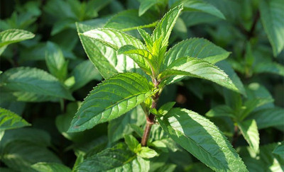XOLDA Organic PepperMint Seed(76 per packet)