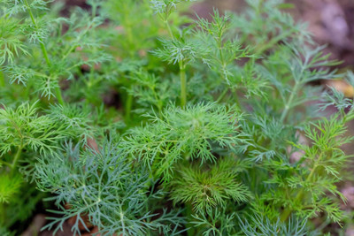 Paudha Dill soya leaves Seed(106 per packet)