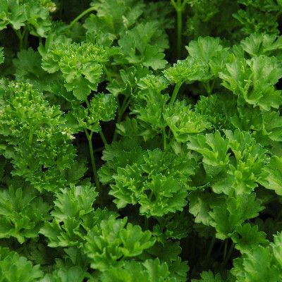 XOLDA Parsley Curled Seed(20 per packet)