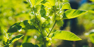 XOLDA Ashwagandha Seed(20 per packet)