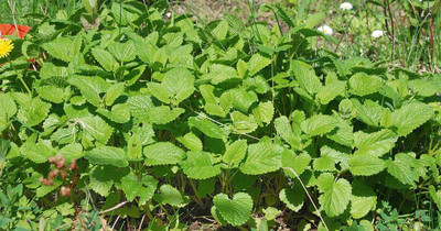 Mozette Hybrid Lemon Balm Seed(70 per packet)