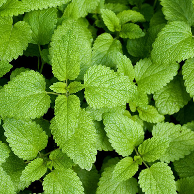 Paudha Lemon Balm Seed(51 per packet)