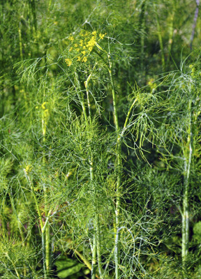 Paudha Dill soya leaves Seed(26 per packet)