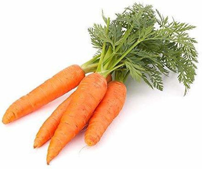 DIVINE CARROT Seed(70 per packet)