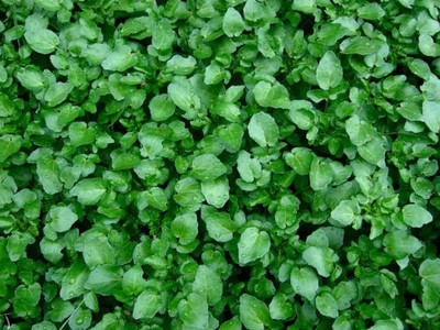 XOLDA Watercress Seed(15 per packet)