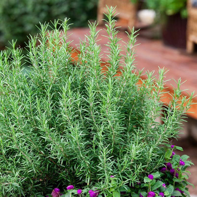 Jevik Rosemary Seed(15 per packet)