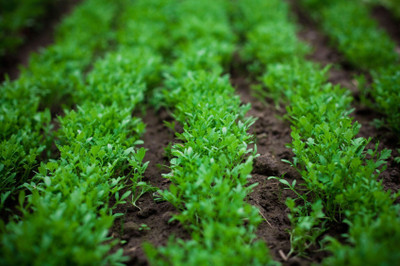 ME Traders Watercress Seed(26 per packet)