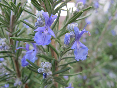 Jevik Rosemary Seed(180 per packet)