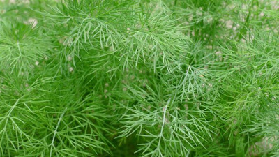 XOLDA Dill soya leaves Seed(106 per packet)