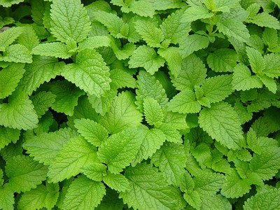 Paudha Lemon Balm Seed(51 per packet)