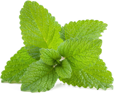 Paudha Lemon Balm Seed(26 per packet)