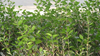Paudha Mehendi henna leaves Seed(26 per packet)