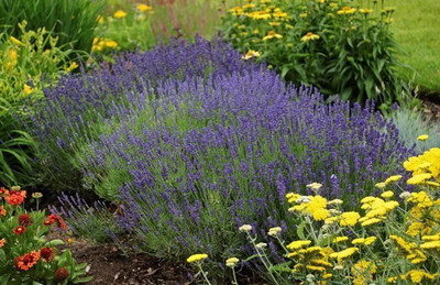 Paudha Lavender Seed(51 per packet)