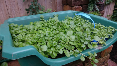 XOLDA Watercress Seed(35 per packet)