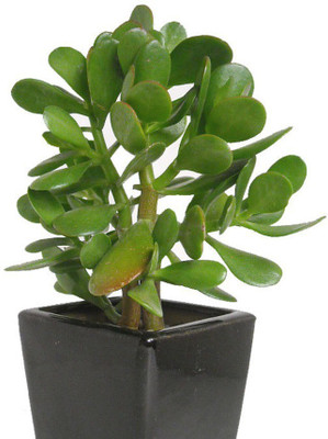 Mohomaya Jade Plant(Hybrid, Pack of 1)