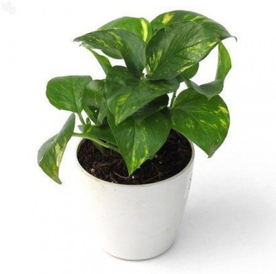 LaughEarth Money Plant(Hybrid, Pack of 1)