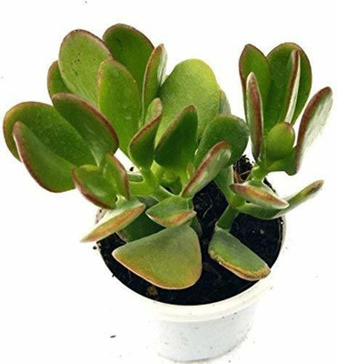 Agroo Liv Jade Plant(Hybrid, Pack of 1)