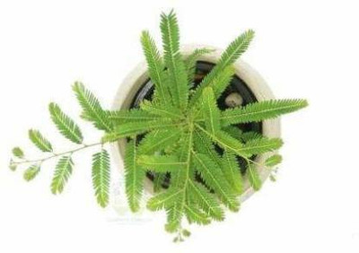 PLaNeTreee Shami/Jand Plant(Hybrid, Pack of 1)
