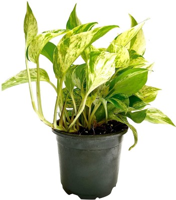 MHIMI Money Plant(Hybrid, Pack of 1)