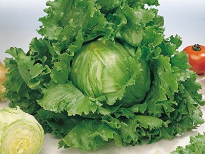 YOUNG STAR L11 ICEBERG LETTUCE Seed(100 per packet)