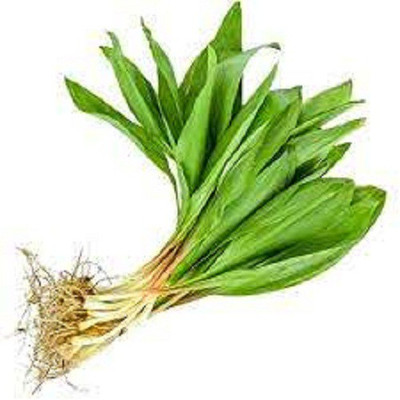 Sjeme Ramps onion seeds Seed(500 per packet)