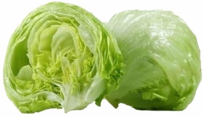 YOUNG STAR L41 ICEBERG LETTUCE Seed(100 per packet)