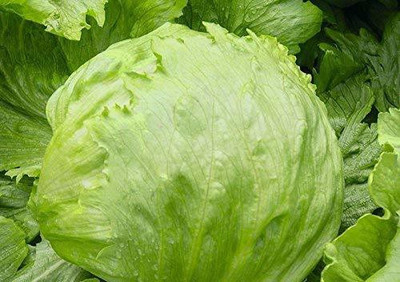 YOUNG STAR L52 ICEBERG LETTUCE Seed(100 per packet)