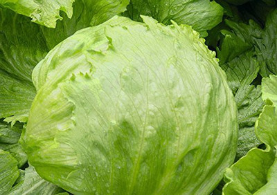YOUNG STAR L5 ICEBERG LETTUCE Seed(100 per packet)