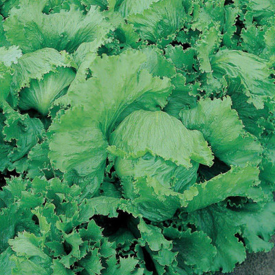 YOUNG STAR L15 ICEBERG LETTUCE Seed(100 per packet)