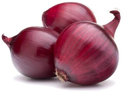 Sjeme Red burgundy onion seeds Seed(300 per packet)