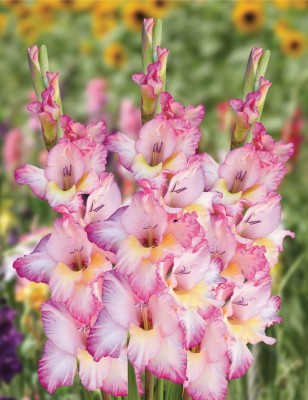 plantogallery Flower Bulbs | Gladiolus ‘Priscilla’ Imported Fresh Healthy Flower Bulbs for Home Gardening (Pack Of 30 Bulbs) Seed(30 per packet)