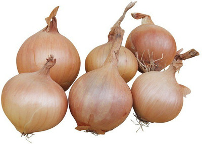 Sjeme Sturon onion seeds Seed(500 per packet)